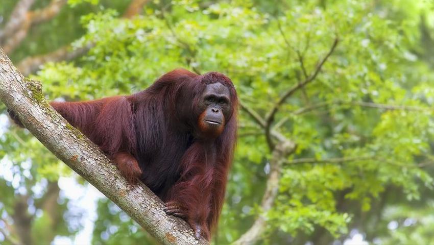 7 Orangutans From The Samboja Lestari Sanctuary Were Released Back Into The Wild Yesterday!
