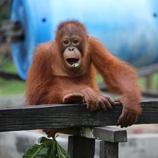 Nyaru Menteng Orangutan Sanctuary Volunteer Reviews!