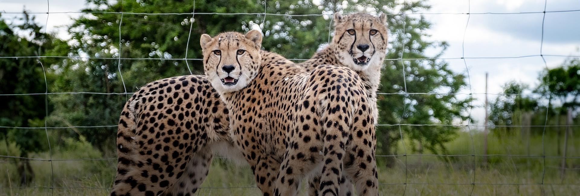 From Canada to Zimbabwe, Two Cheetahs Successfully Rewilded!
