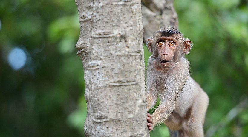 That's Bananas! Marvelous Monkey Facts