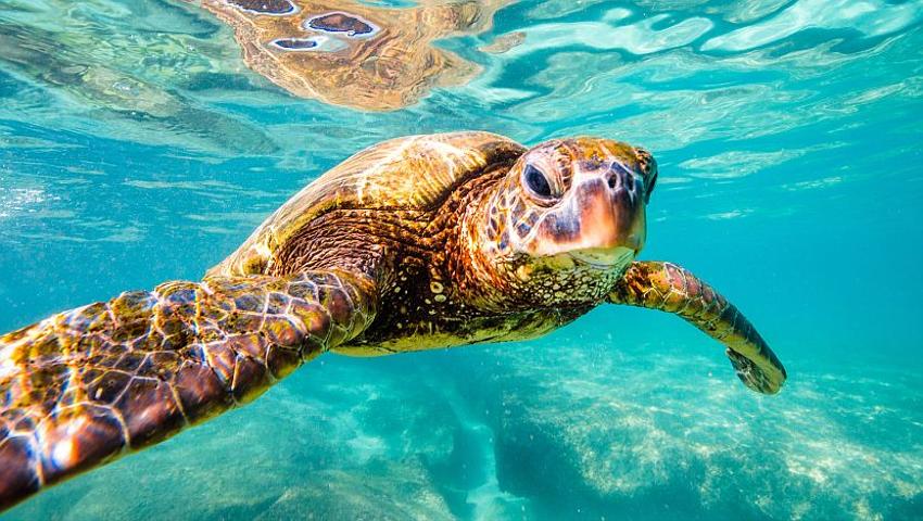 What Threats Are The Sea Turtles Facing?