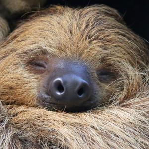 Sloth Conservation And Wildlife Experience