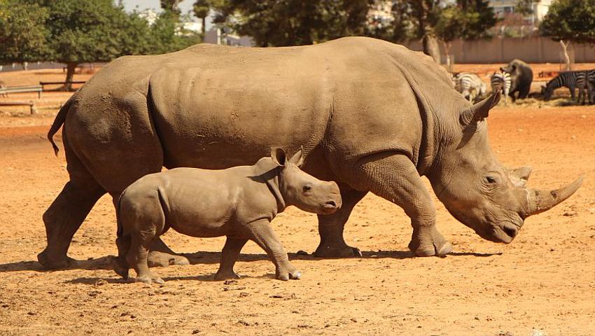 World Rhino Day 2016 - Just 29,000 Remaining!