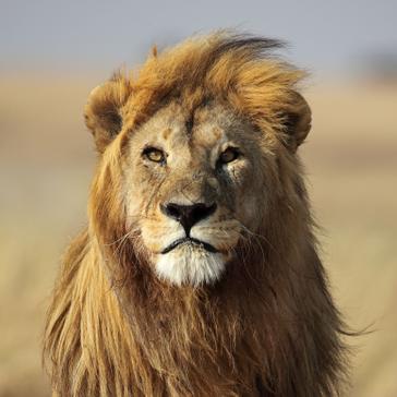 Take A Closer Look At The Lion Conservation Project