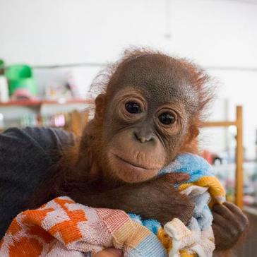 Shot, Suffering, But Finally Rescued –Meet Didik The Orphaned Baby Orangutan