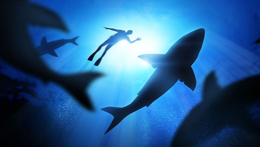 Shark Day 2016 - 100 Million Sharks Are Killed Each Year!