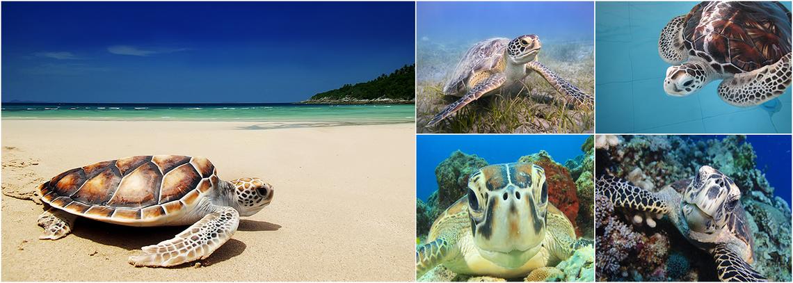Turtle Conservation Holidays