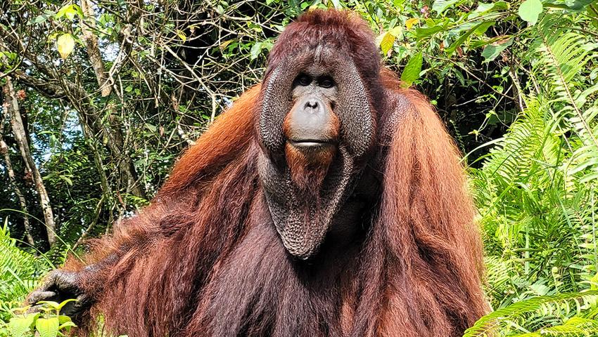 Merle’s Orangutan Experience at Samboja