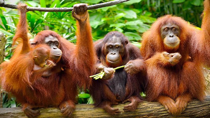 Borneo Facts - Learn More About The Island!