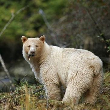 The Mysterious Spirit Bears of British Columbia