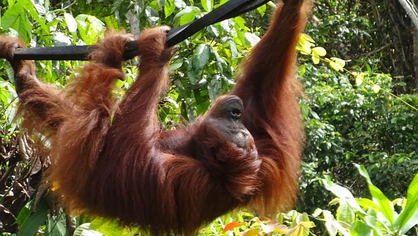 "It was like being part of a live wildlife documentary!" - See what Deborah had to say about being able to watch Romeo the orangutans release! 