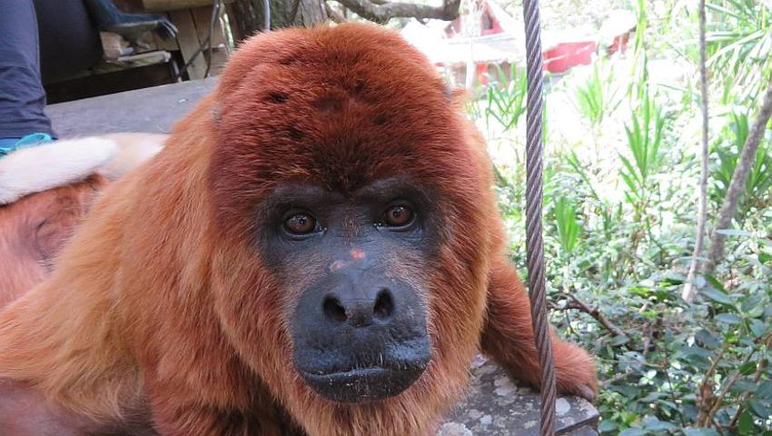 Volunteer Video Experiences - The Bolivia Wildlife Sanctuary