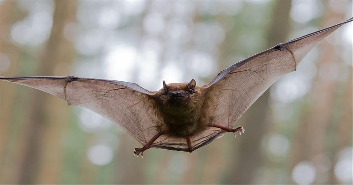 vampire bats feeding on humans