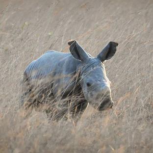A Baby Rhino Has Been Born! - News And Pictures From The Rhino and Elephant Conservation Project