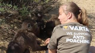 A Minute With The Baboons At The Namibia Wildlife Sanctuary