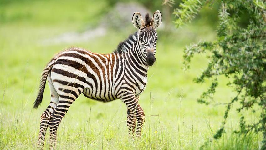 National Wildlife Day | The Great Projects National Wildlife Day | The Great Projects