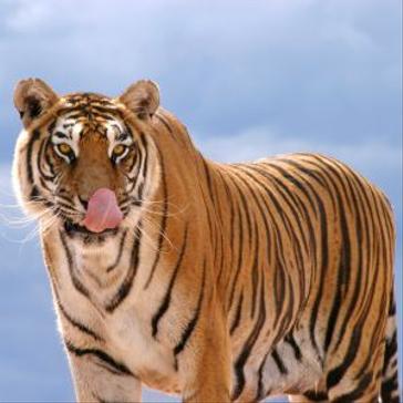 Tigers Face Extinction By 2022