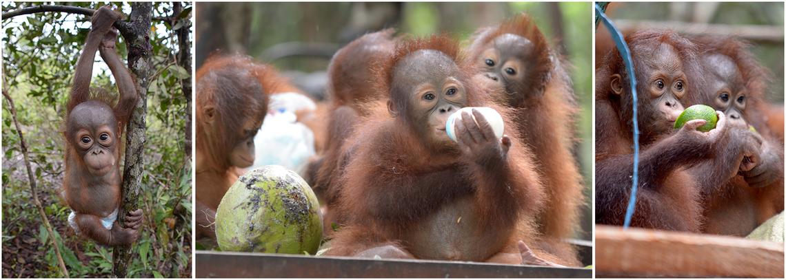 Nyaru Menteng Orangutan Sanctuary