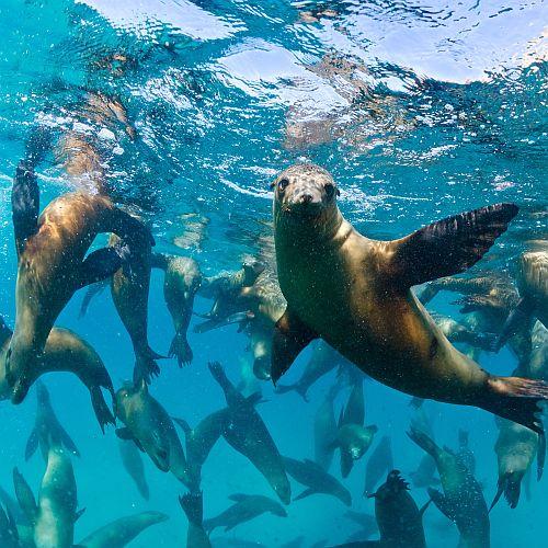 Scuba Dive With Sea Lions