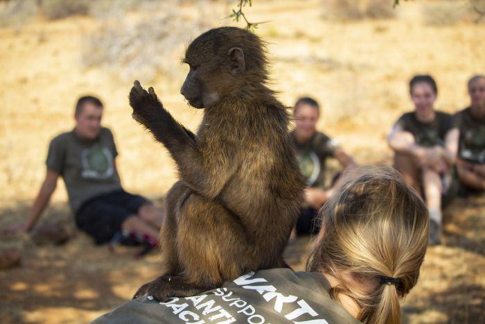 Young Baboon with Volunteers in Namibia