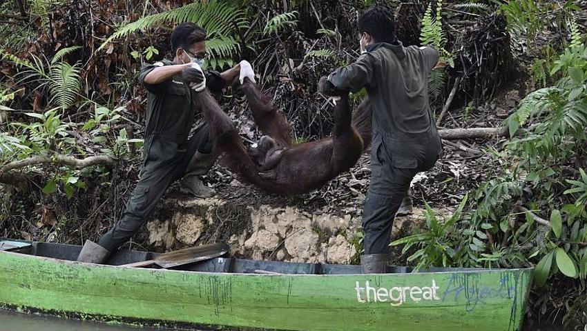 The Orangutans Have Moved Home! The Volunteers Hard Work Has Paid Off! 