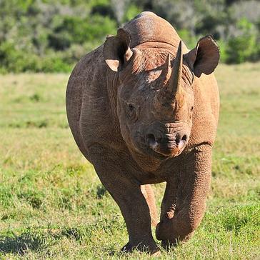 World Rhino Day 2016 - Just 29,000 Remaining!