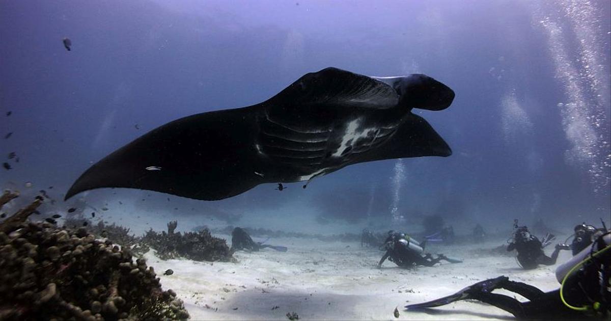 Ray of hope? One place where reef manta rays are thriving