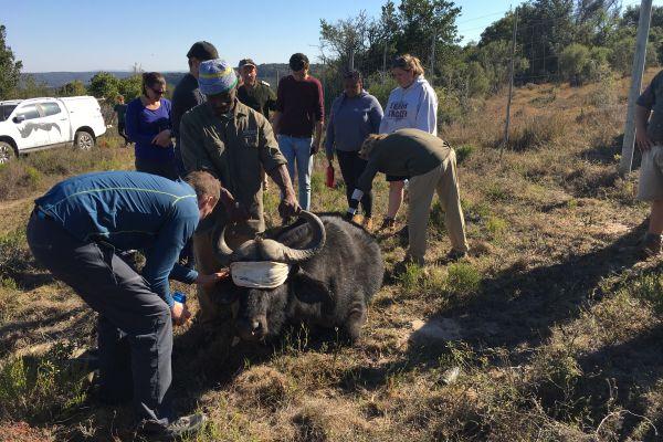 Buffalo Capture at the Kariega Conservation Project