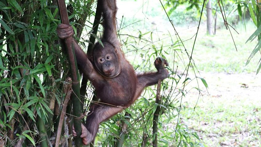 Connor's Borneo Adventure - Apes, Adventures, And An Aversion To Papaya Leaf...