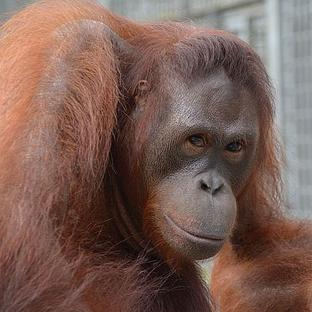 Introducing The 10 Orangutans Released From Our Brand-New Project At Nyaru Menteng Orangutan Sanctuary!