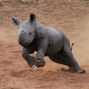 World Rhino News