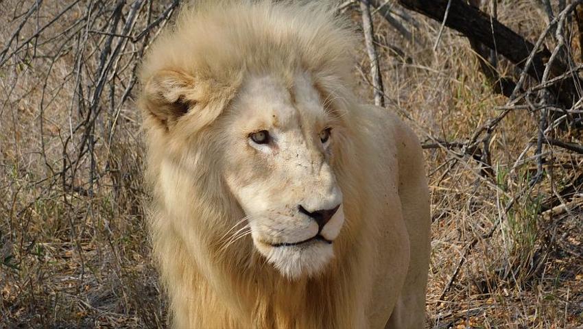 The White Lion Conservation Project - How Did It All Begin?
