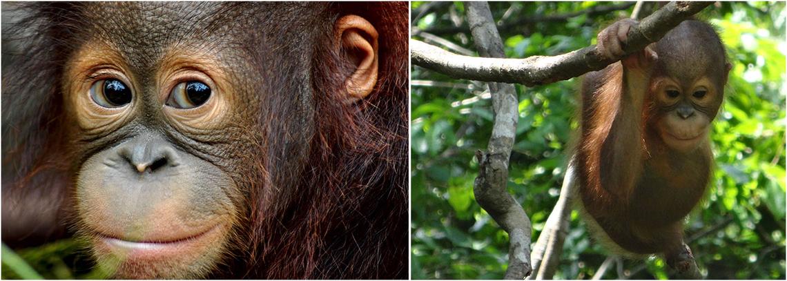 Visiting Orangutans In Borneo