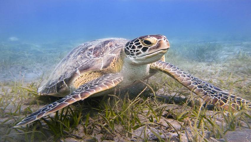Turtle Facts! 