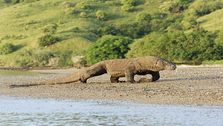 Komodo Dragons - Find Out More About The Star Of Our New Tour