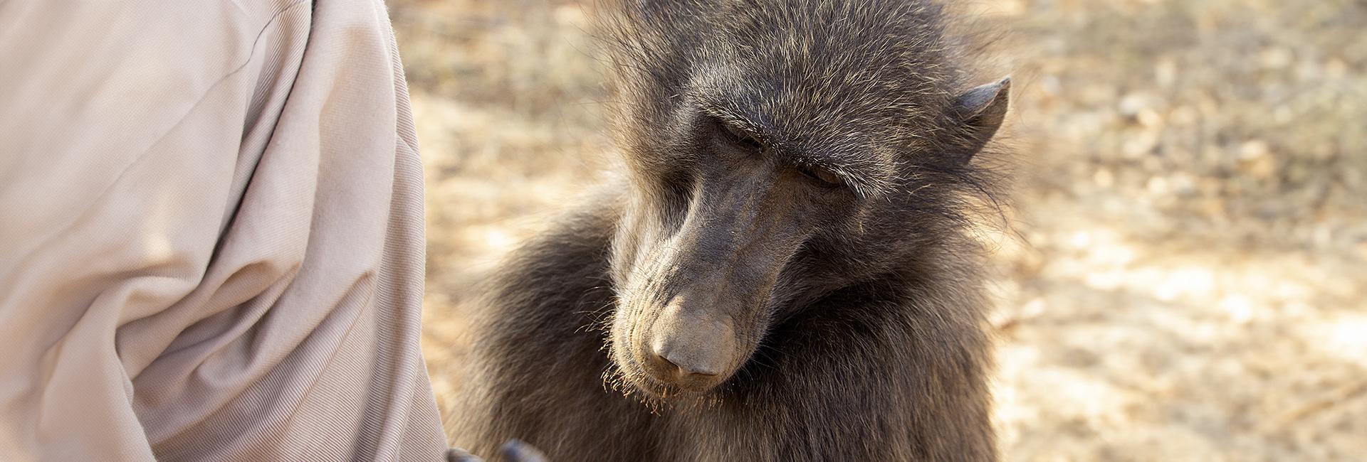 Meet Shrinky... A Very Special Baboon From The Namibia Wildlife Sanctuary!