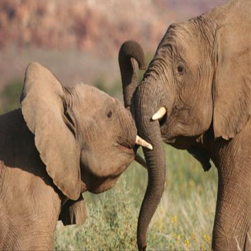 Elephant Volunteer Updates from Damaraland