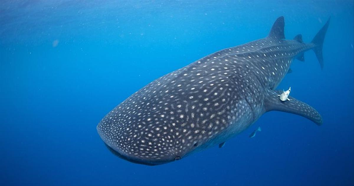 Visit Maldives - Experiences > Connecting with Whale Sharks: The Majestic  Beasts of the Ocean