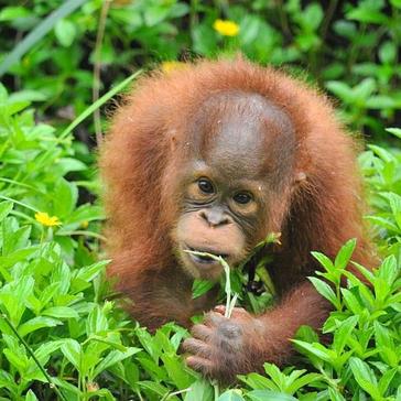 March Updates From The Samboja Lestari Orangutan Project!