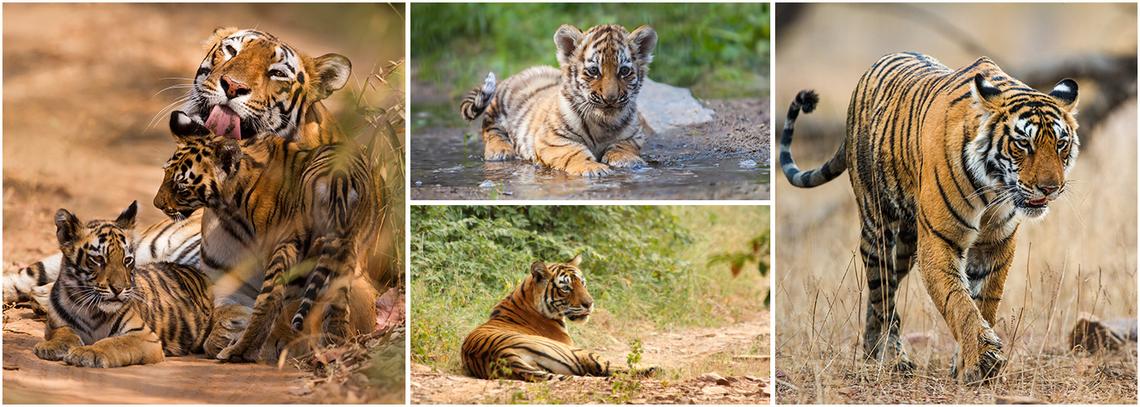 Tiger Conservation in India | The Great Projects Tiger Conservation in India | The Great Projects