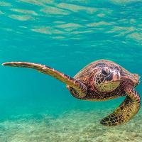 What Threats Are The Sea Turtles Facing?