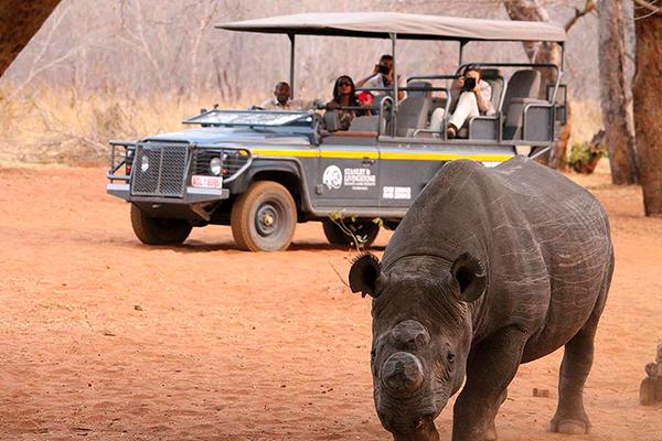 White Rhino Monitoring in Victoria Falls