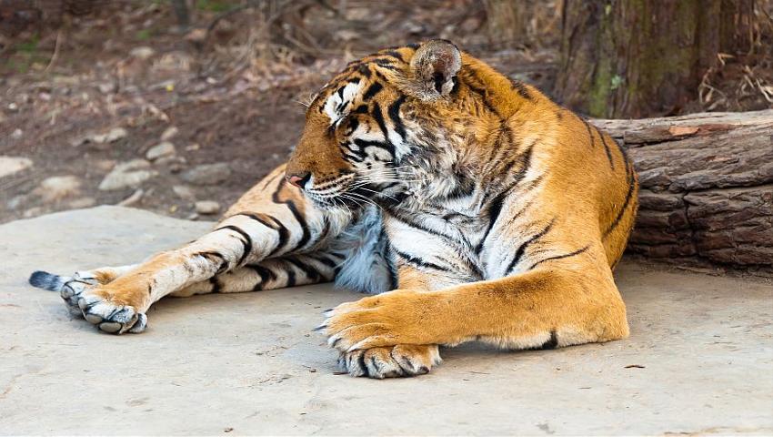 Most Endangered Animals - The Top 5 | The Great Projects Most Endangered Animals - The Top 5 | The Great Projects