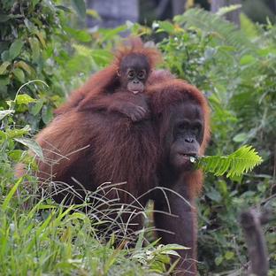 The Evolution Of The Orangutan