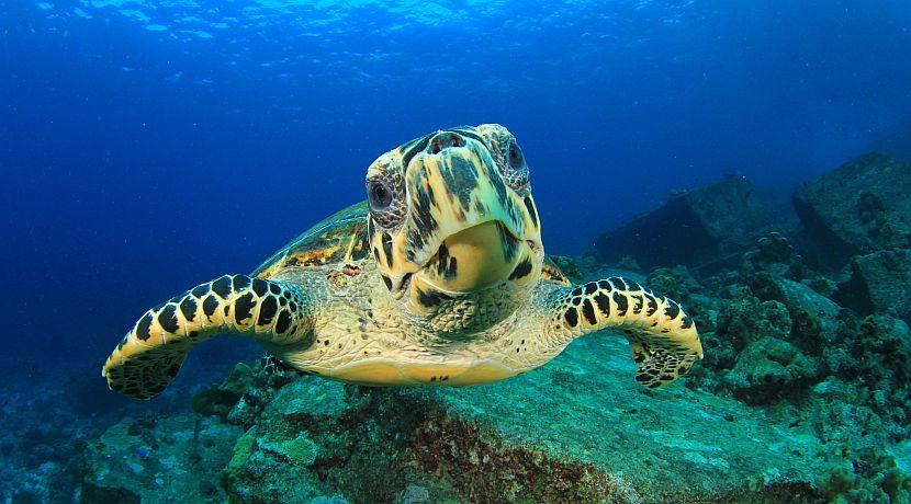 Witness The Moment The Baby Hawksbill Turtles From 'Planet Earth II' Are Rescued