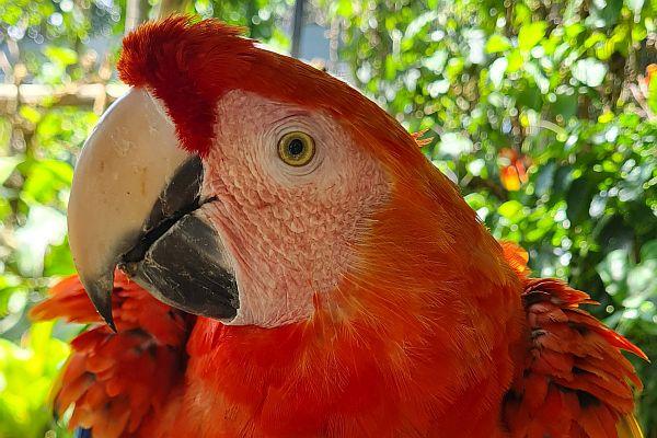 Costa Rica Wildlife Sanctuary Endangered Breeding Centre