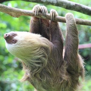 International Sloth Day 2017 Infographic!