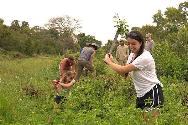 Alien Plant Removal at the Victoria Falls Conservation Experience