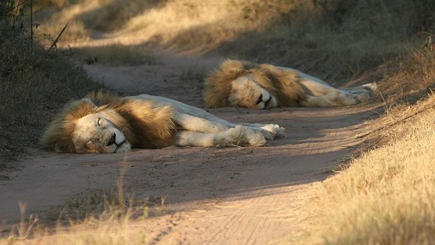 Meet The Lions At The White Lion Conservation Project! 
