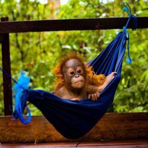 Nyaru Menteng Orangutan Sanctuary
